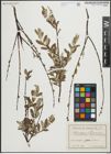 Foto von Salix repens L.